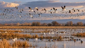 Migrating waterfowl over wetlands in Colusa County